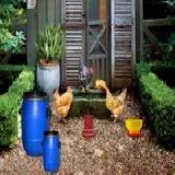 Poultry Farm Easter Escape